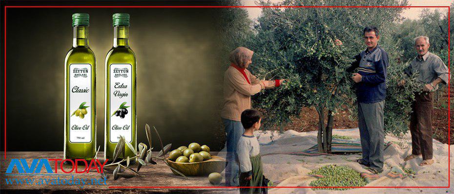 Türkiye çaldığı Efrin zeytinlerini kendi patentiyle AB ülkelerinde pazarlıyor