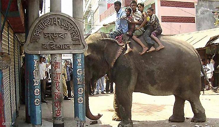 حديقة حيوانات دكا تحظر ركوب الفيلة