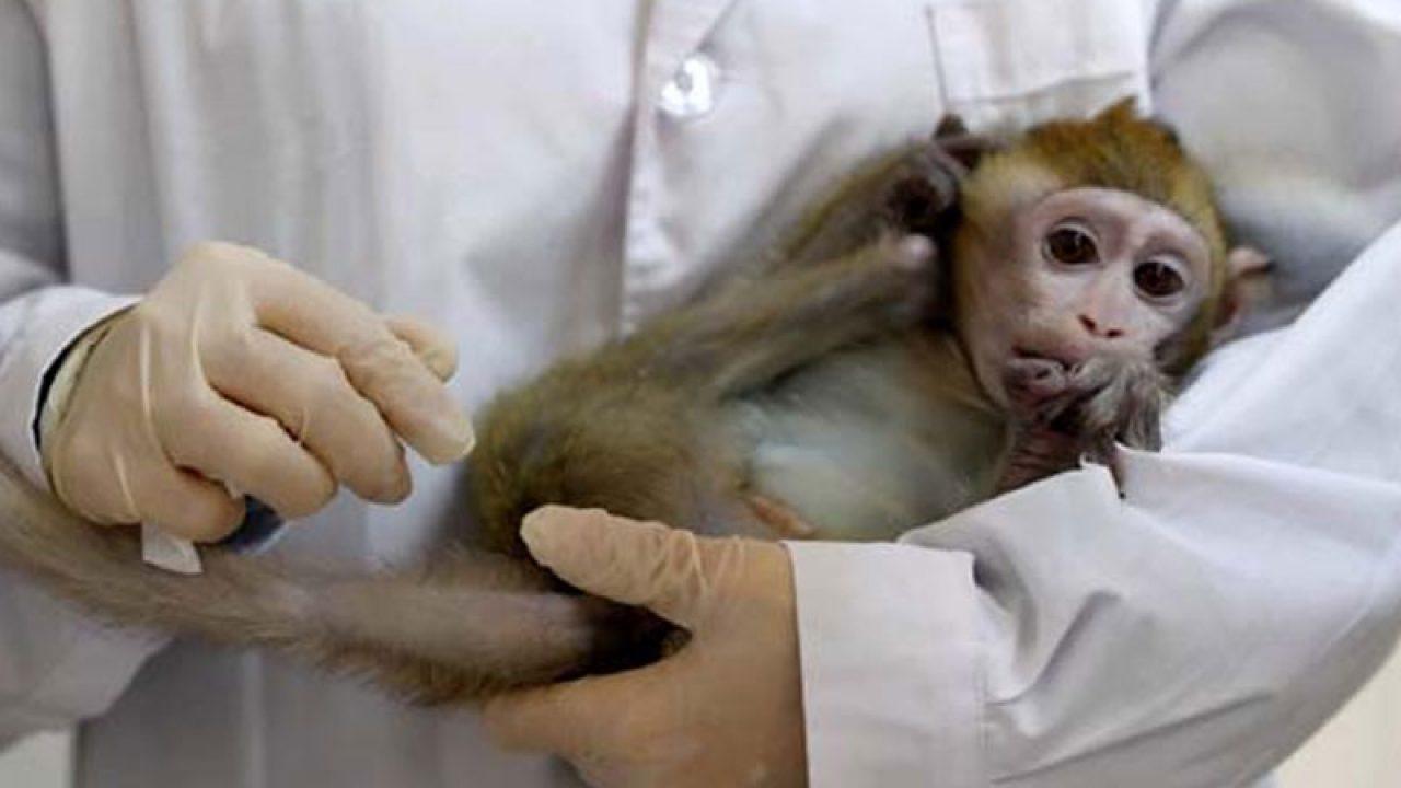 Science dergisi: Maymunlarda denenen Corona aşısı başarılı çıktı