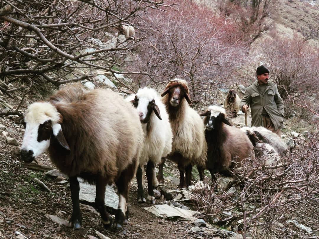 لەقاودانی دزی و چەتەییەکی سوپای پاسداران لە ناوچە سنوورییەکانی ڕۆژهەڵاتی کوردستان