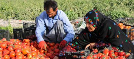 تەماتە و بەدبەختییەکانى بۆ جوتیارە کوردەکان
