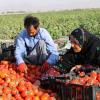 تەماتە و بەدبەختییەکانى بۆ جوتیارە کوردەکان