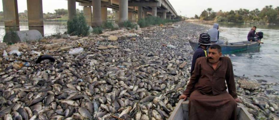 نفوق ملايين من الأسماك العراقية