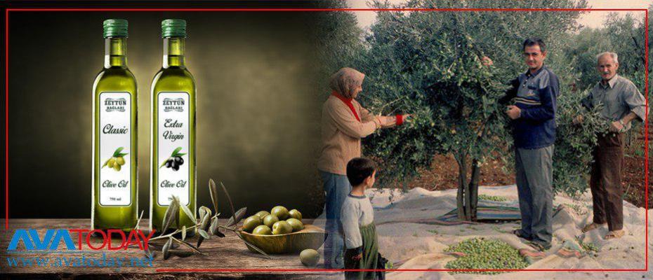 Türkiye çaldığı Efrin zeytinlerini kendi patentiyle AB ülkelerinde pazarlıyor