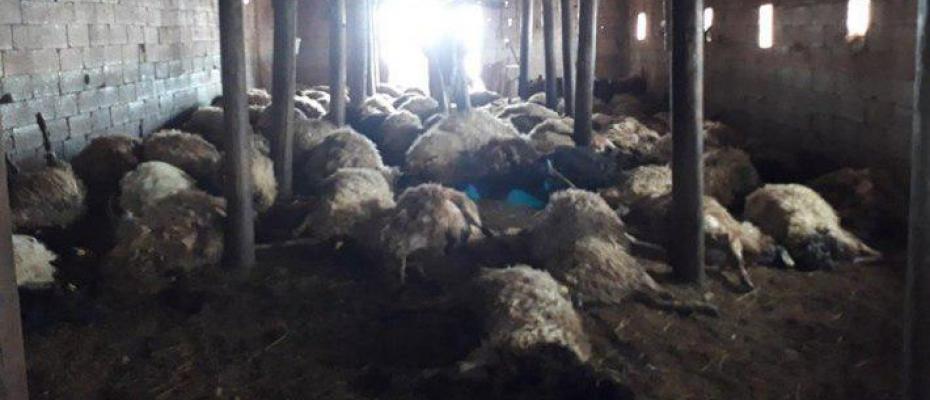 Hakkari’de ahıra kurtlar girdi: 110 koyun telef oldu