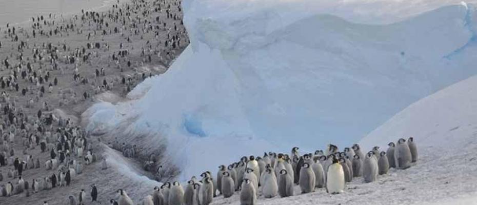Buz tabakası parçalanınca binlerce yavru penguen boğuldu