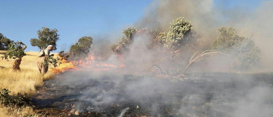 Forest fires in Iran- Most blame the regime for the mass destruction