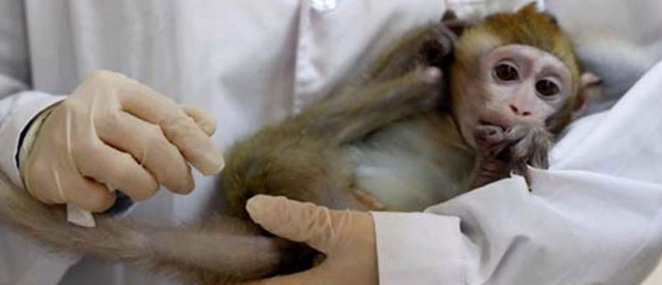 Science dergisi: Maymunlarda denenen Corona aşısı başarılı çıktı