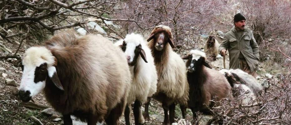 IRGCs smuggled hundreds of seized sheep to Iraqi Kurdish